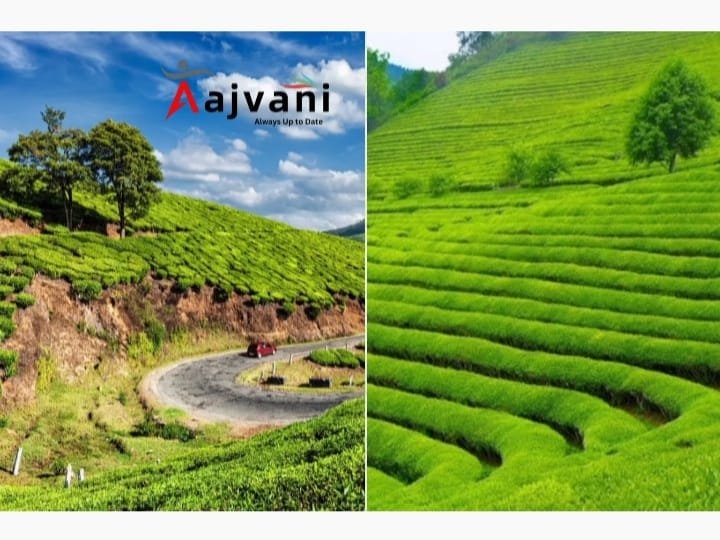 भारतीय चाय की कीमतों में 18% उछाल: रूस-ईरान की मांग ने मचाई हलचल!
