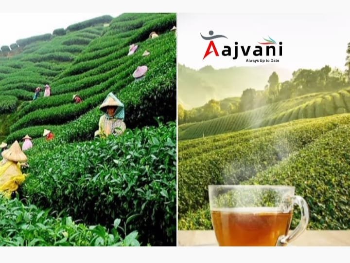 भारतीय चाय की कीमतों में 18% उछाल: रूस-ईरान की मांग ने मचाई हलचल!