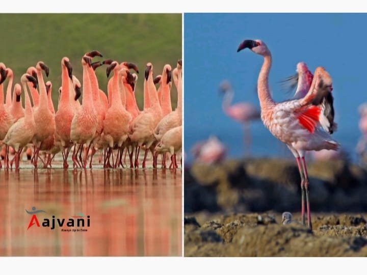 Sambhar Lake: राजस्थान की वो झील जहाँ हजारों फ्लेमिंगो हर साल आते हैं!