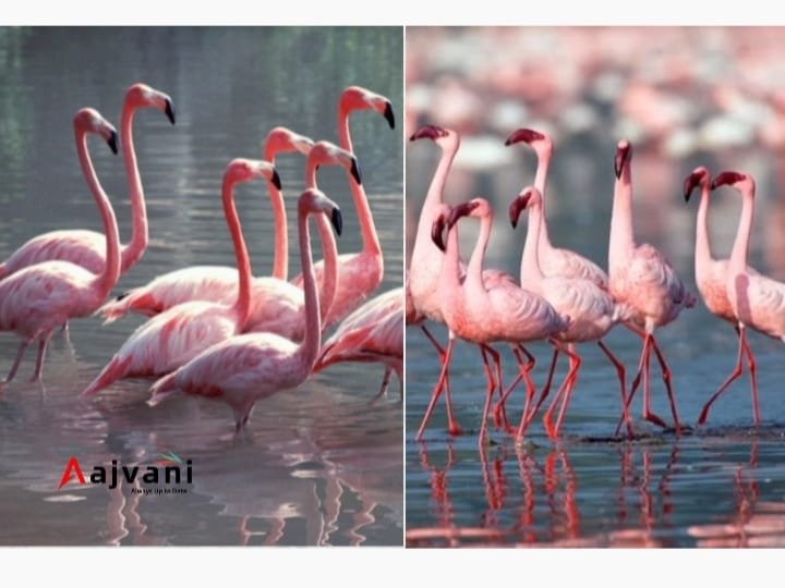 Sambhar Lake: राजस्थान की वो झील जहाँ हजारों फ्लेमिंगो हर साल आते हैं!