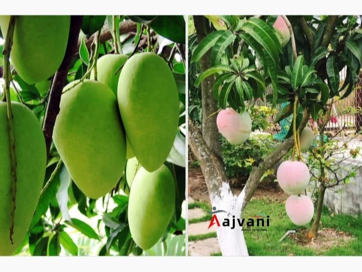 Totapuri आम क्यों है सबसे अलग? जानिए खेती, फायदे और निर्यात के राज 1 Totapuri आम क्यों है सबसे अलग? जानिए खेती, फायदे और निर्यात के राज