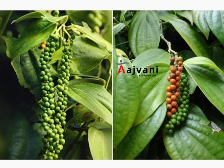 Black Pepper