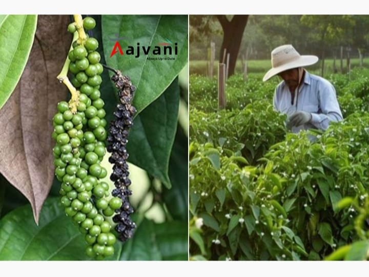 Black Pepper 