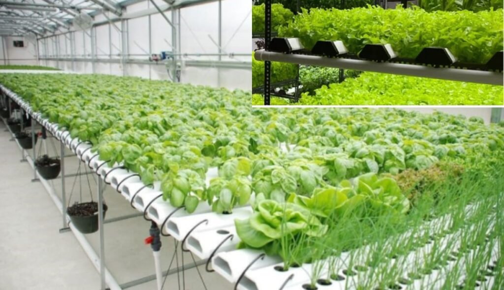 हाइड्रोपोनिक्स: कैसे करें घर पर खेती और कमाएँ ₹50,000 महीना? 2 हाइड्रोपोनिक्स