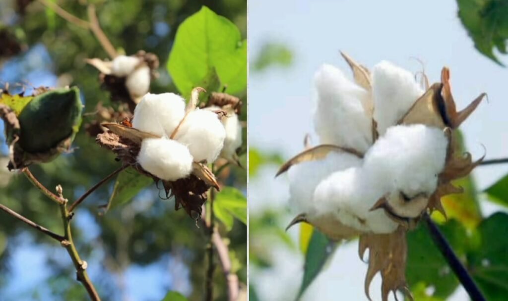 सफेद सोना: क्या भारत फिर बन पाएगा विश्व का नंबर 1 कपास उत्पादक?