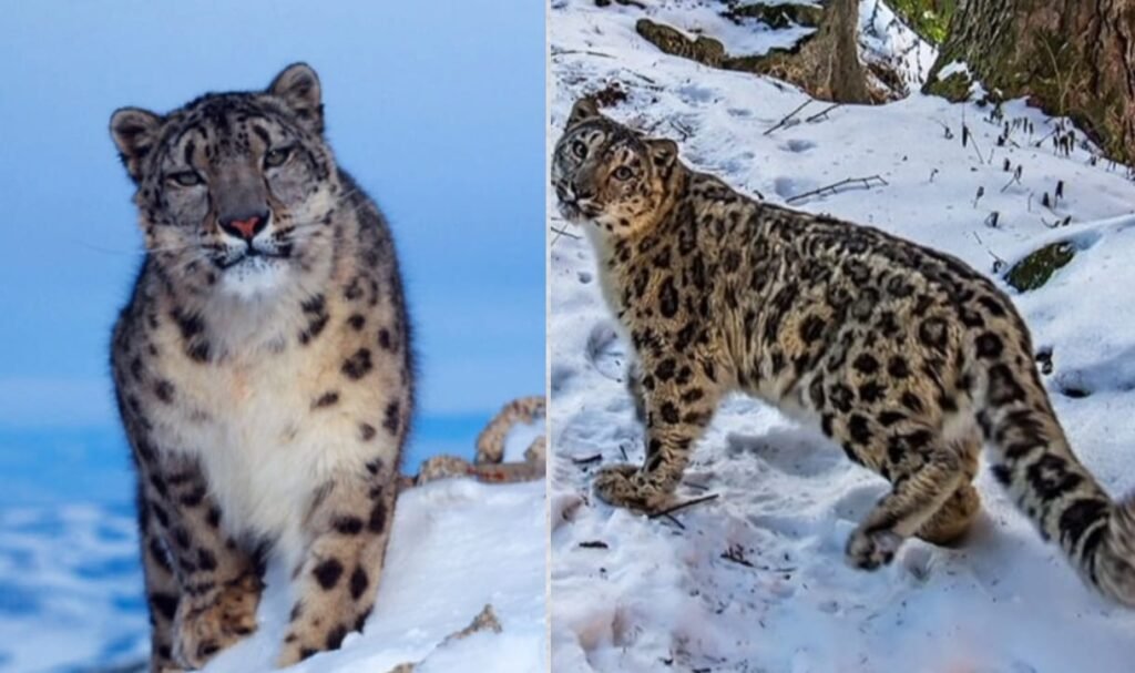 Kishtwar Himalayas – Snow Leopard Habitat 