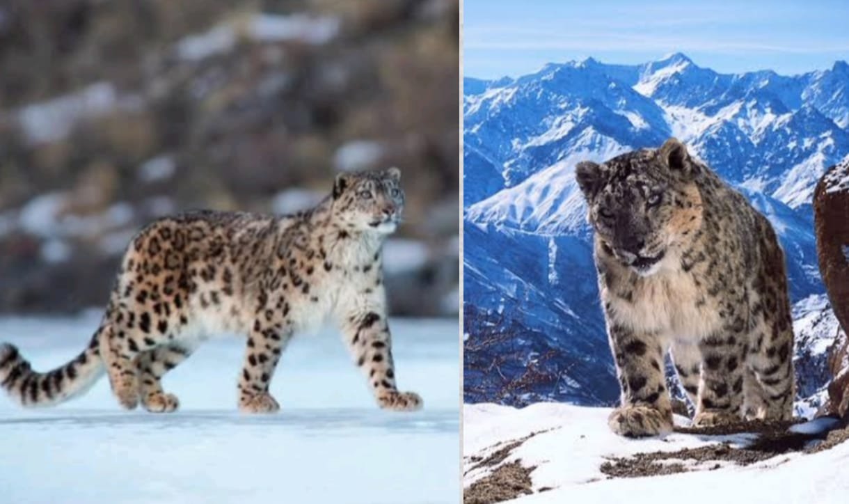 Kishtwar Himalayas, Snow Leopard Habitat