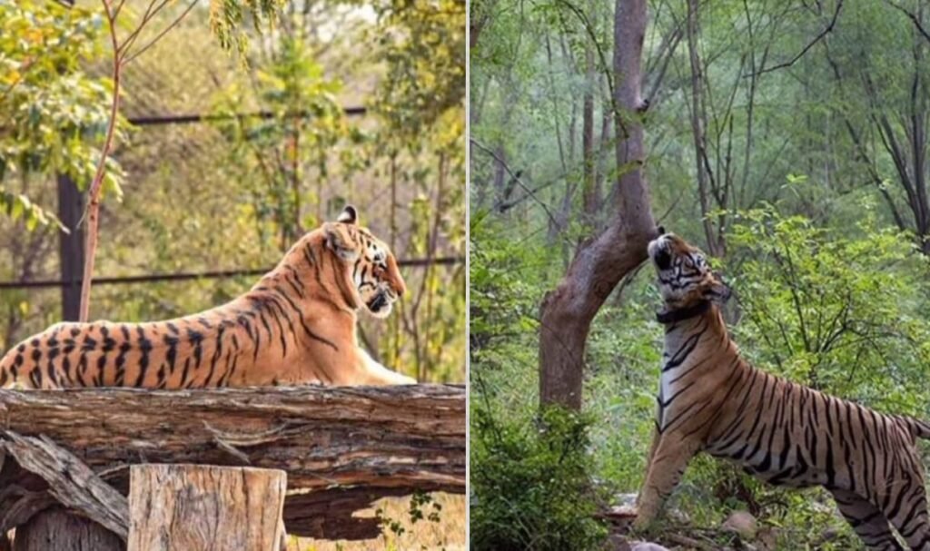 नाहरगढ़ टाइगर रिज़र्व 