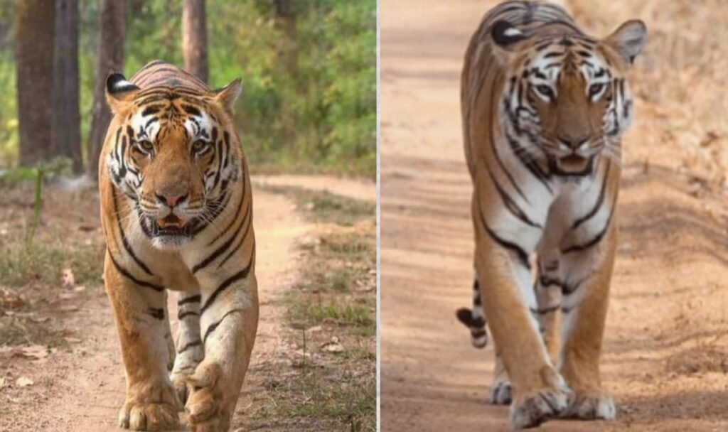 Mukundra Hills Tiger Reserve