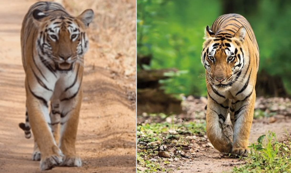 Mukundra Hills Tiger Reserve