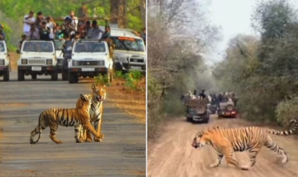 Sariska Tiger Reserve
