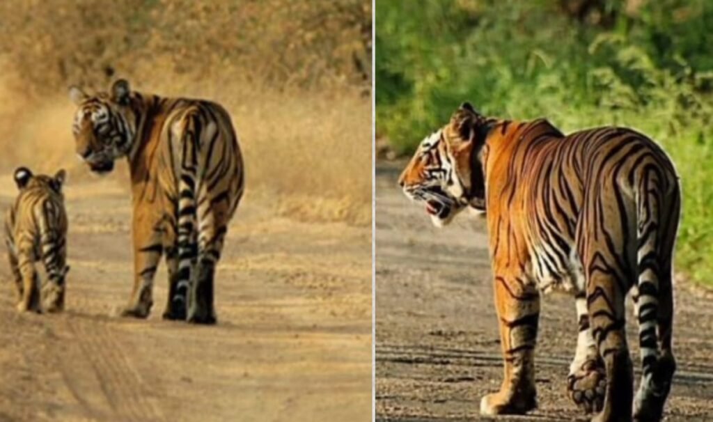 Sariska Tiger Reserve