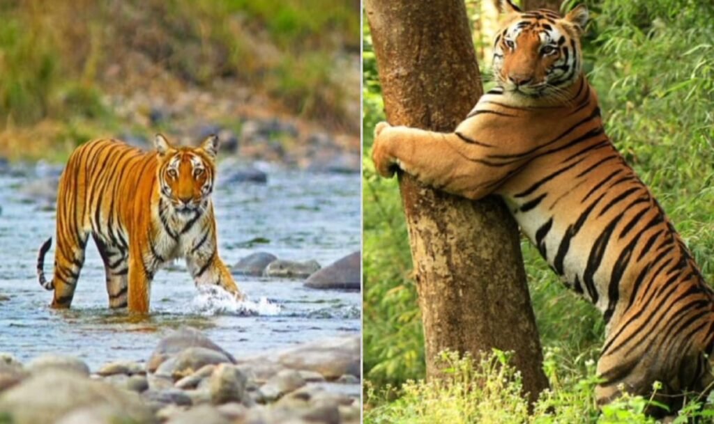 जिम कॉर्बेट टाइगर रिज़र्व 