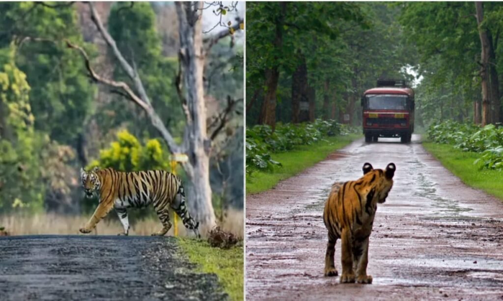 Tadoba Tiger Reserve