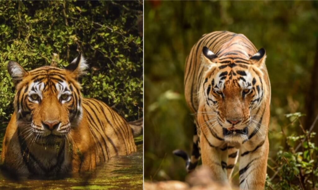 कान्हा टाइगर रिज़र्व यात्रा