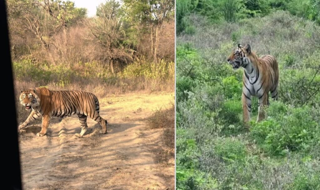 भीमगढ़ टाइगर रिज़र्व