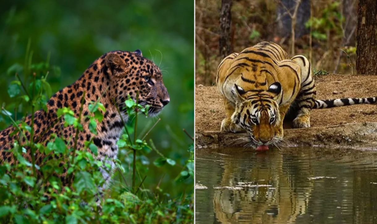 मेलघाट टाइगर रिज़र्व