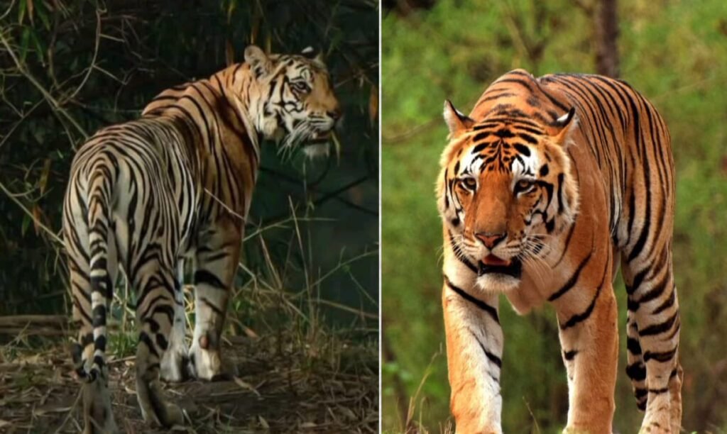 नौरादेही टाइगर रिज़र्व