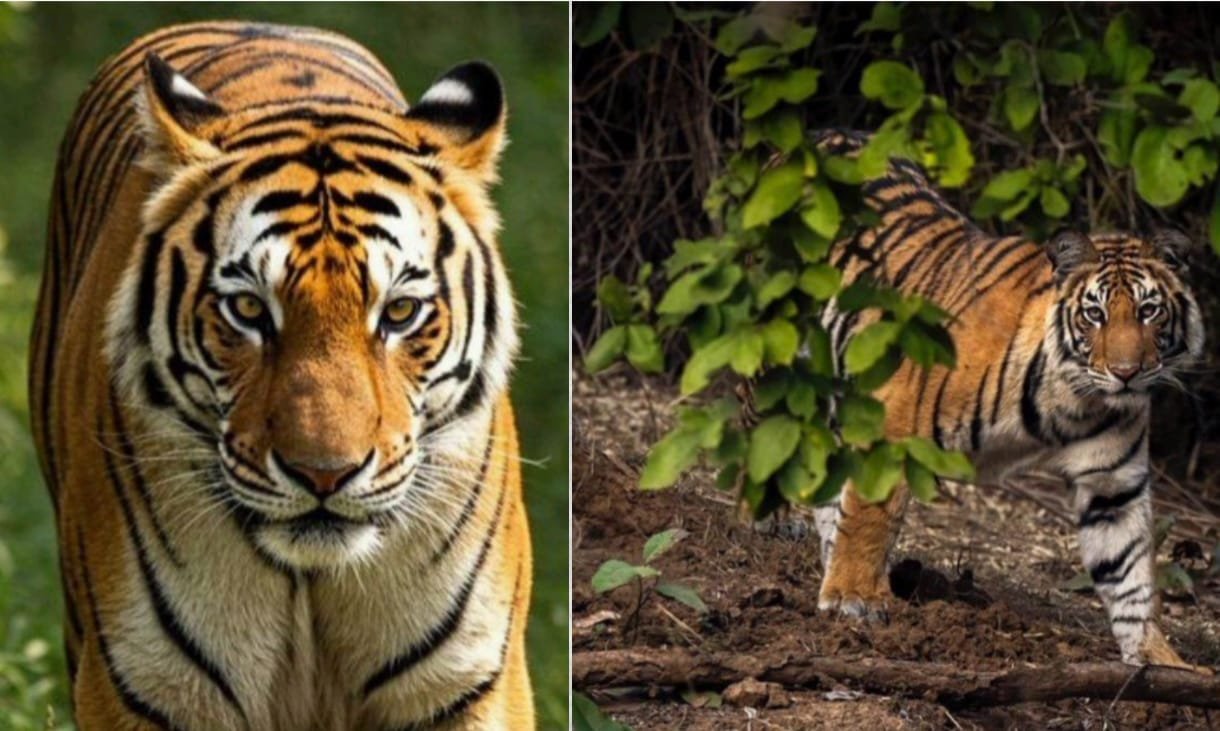 नौरादेही टाइगर रिज़र्व