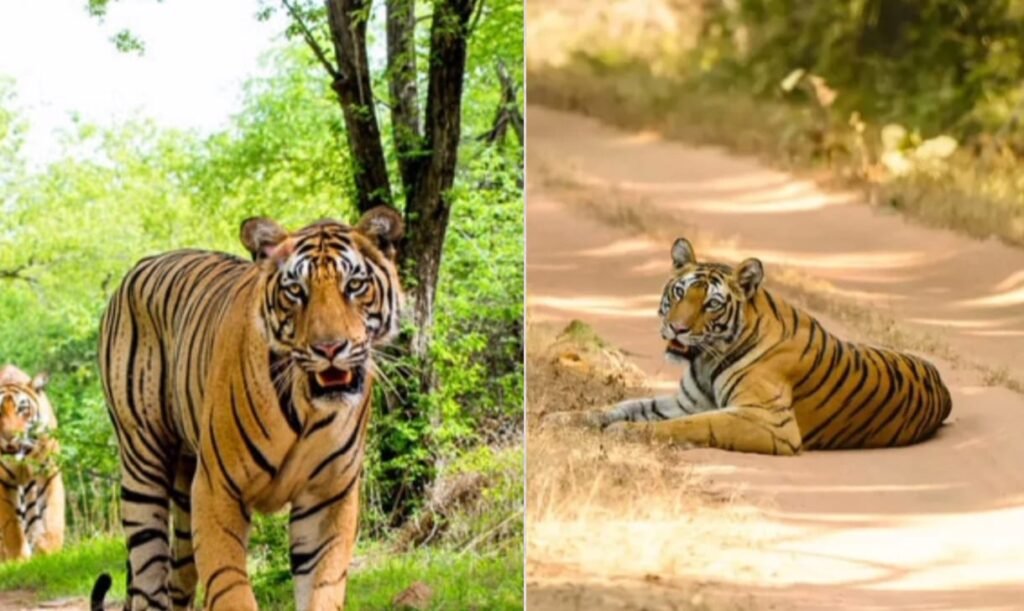 Navegaon-Nagzira Tiger Reserve