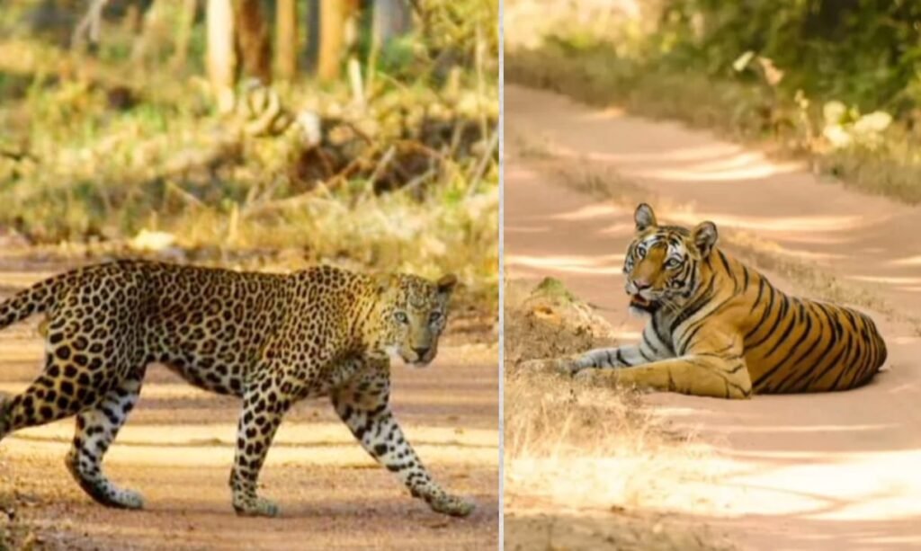 Navegaon-Nagzira Tiger Reserve