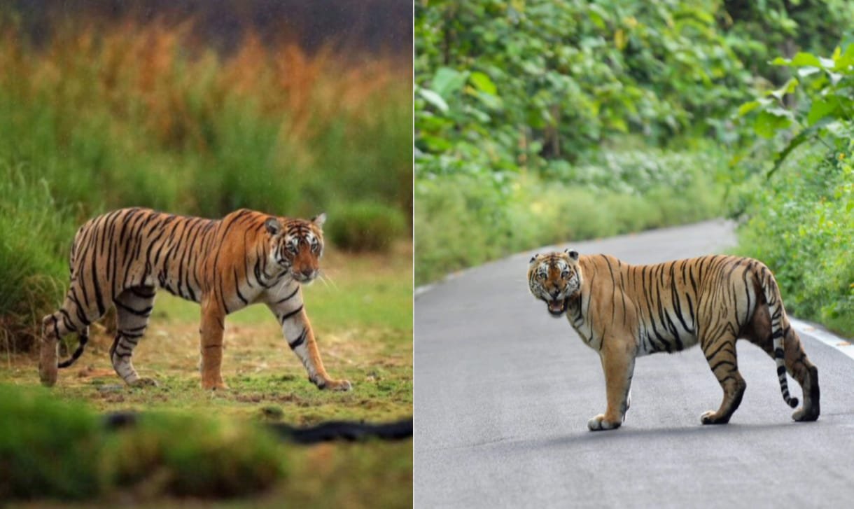 पलामू टाइगर रिज़र्व