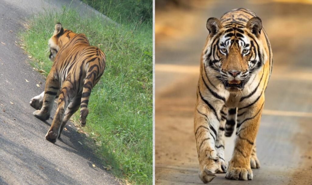 पलामू टाइगर रिज़र्व