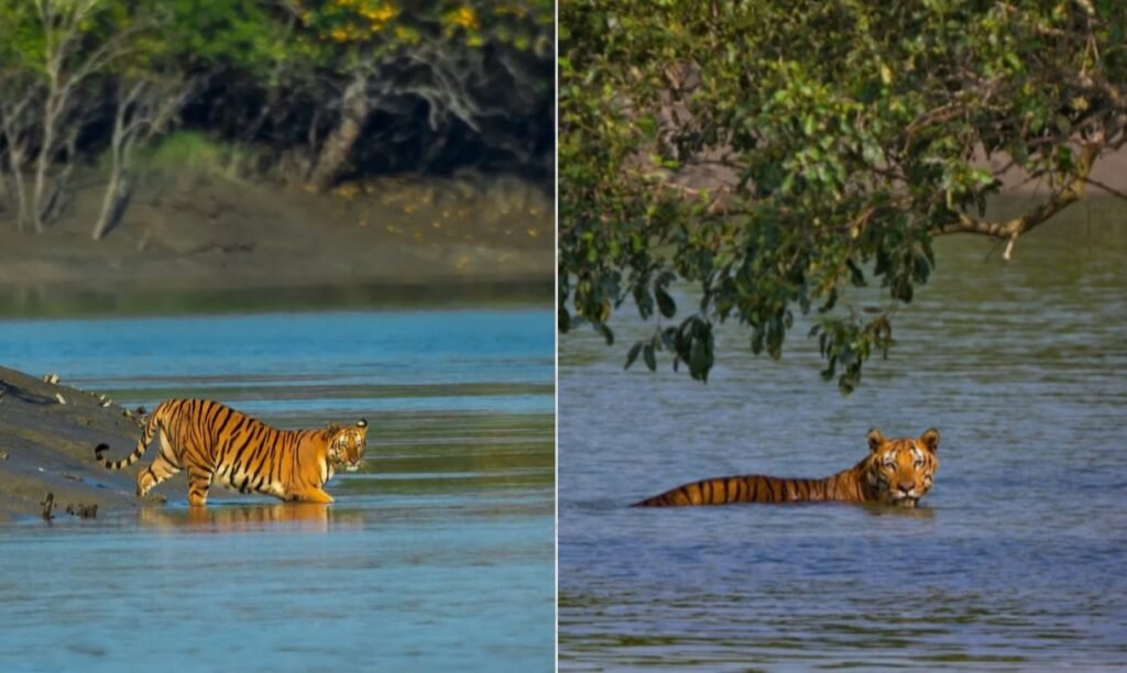 सुंदरवन टाइगर रिज़र्व