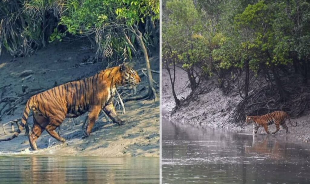 सुंदरवन टाइगर रिज़र्व