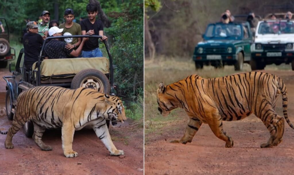 Namdapha Tiger Reserve