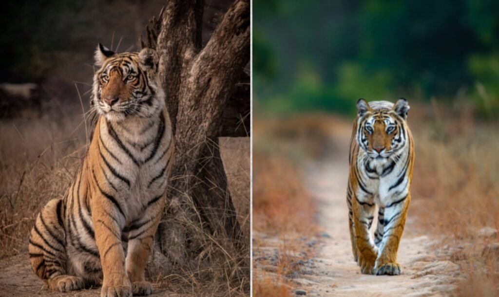 Namdapha Tiger Reserve