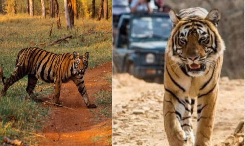 कैमलांग टाइगर रिज़र्व 