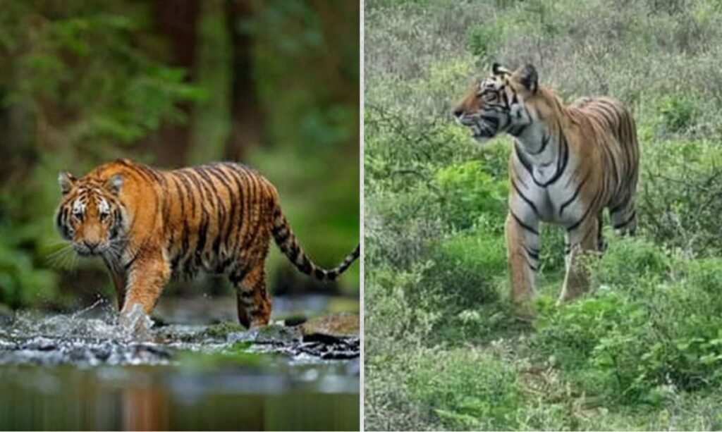 कैमलांग टाइगर रिज़र्व का अनोखा घर