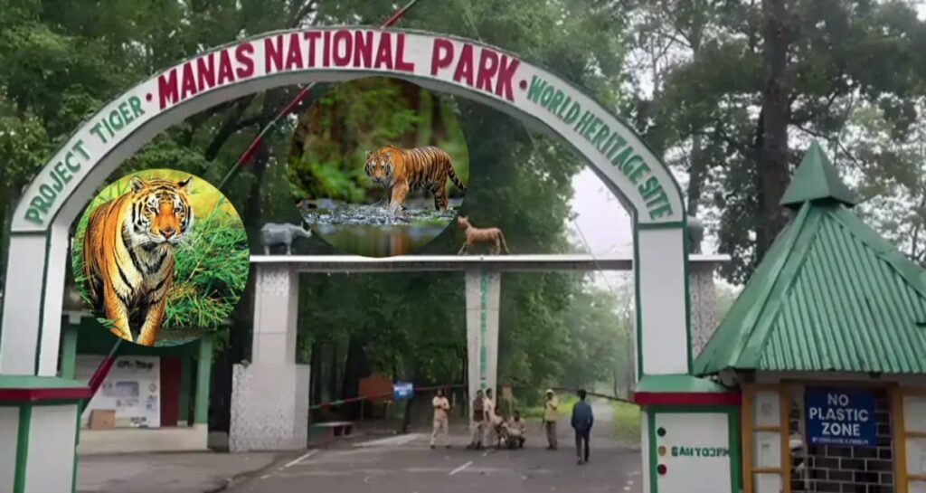 Manas Tiger Reserve