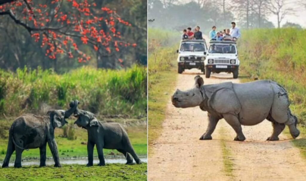 Kaziranga Tiger Reserve Travel Tips