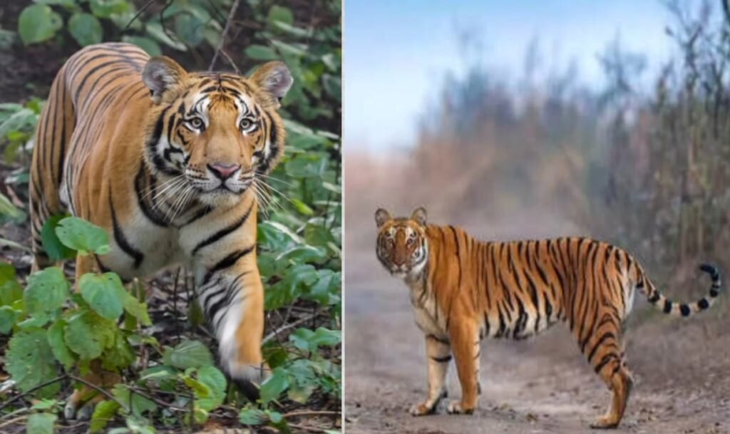 Nagaijuli Tiger Reserve