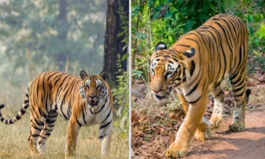 Nagaijuli Tiger Reserve