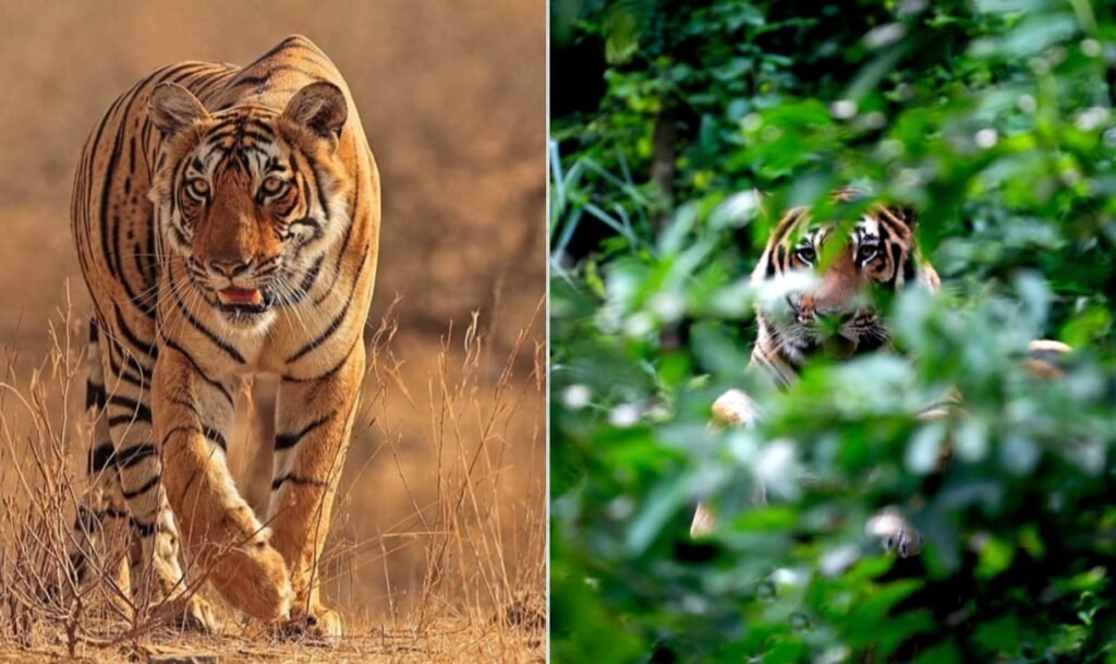 दिब्रू-सैखोवा टाइगर रिज़र्व 