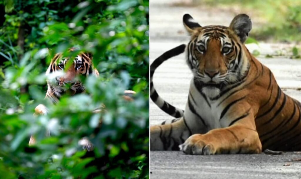 नोकरेक टाइगर रिज़र्व 