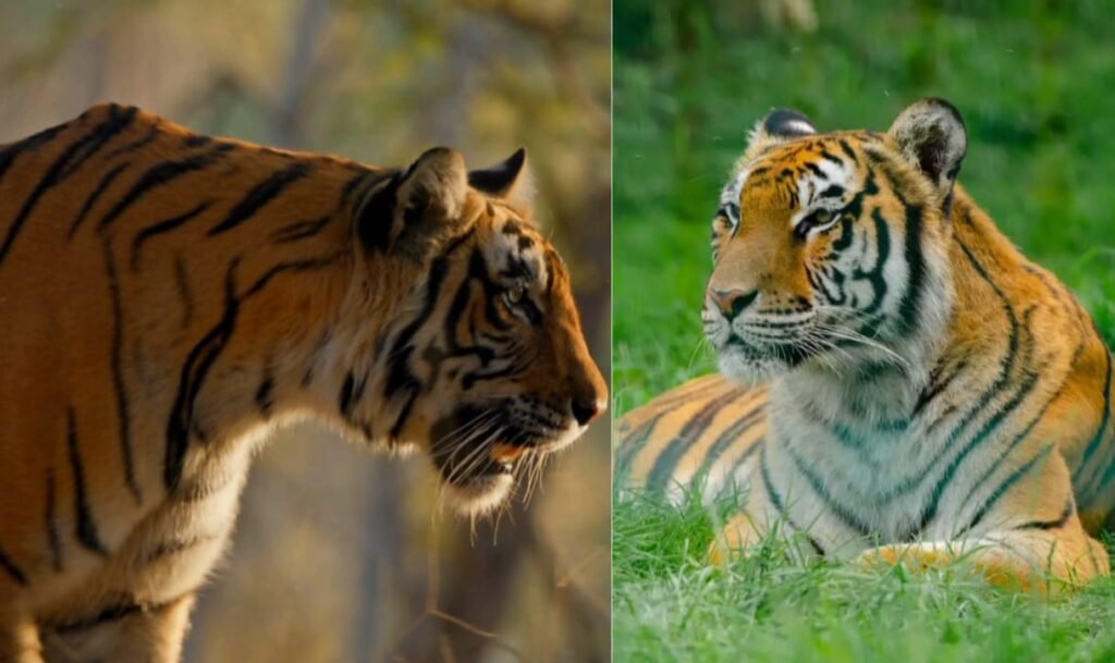 नोकरेक टाइगर रिज़र्व