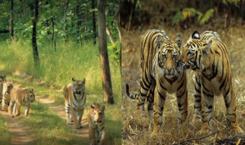 Phawngpui Tiger Reserve