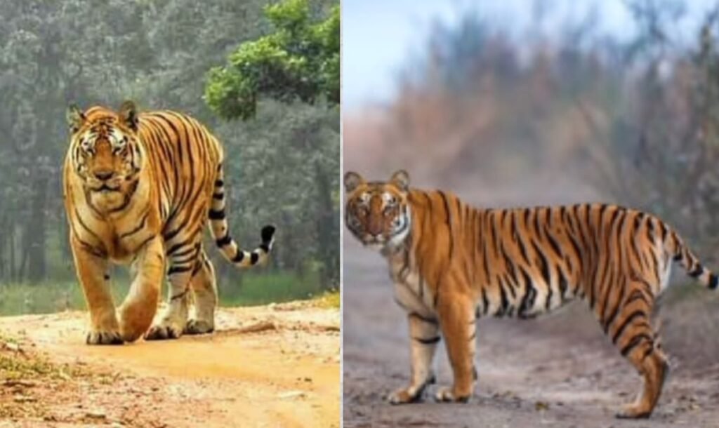 Phawngpui Tiger Reserve