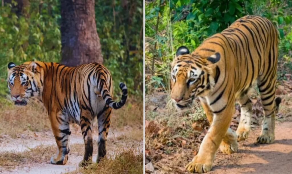 कलक्कड-मुंडनथुरई टाइगर रिज़र्व