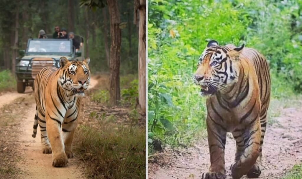 कलक्कड-मुंडनथुरई टाइगर रिज़र्व