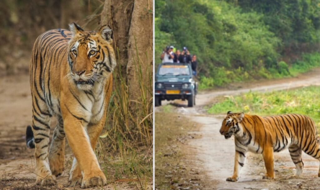 नागरहोल टाइगर रिज़र्व