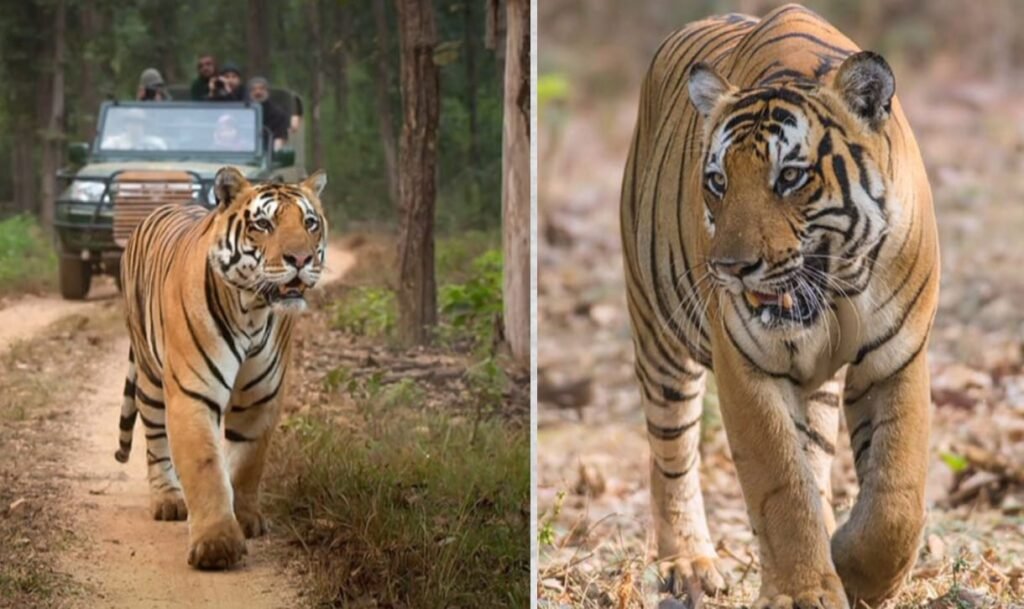 नागरहोल टाइगर रिज़र्व 