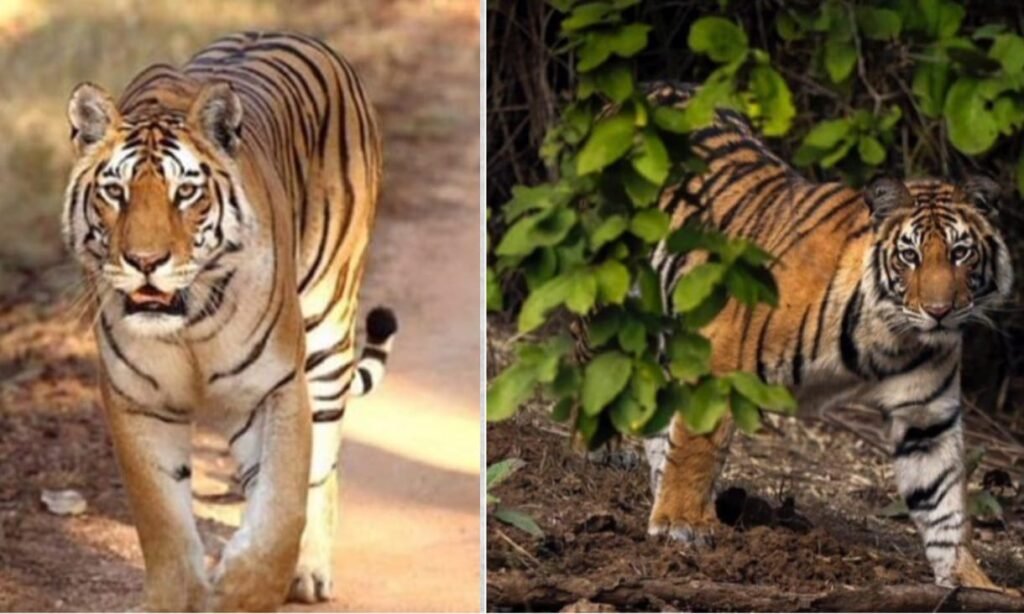 श्रीविल्लिपुथुर-मेगमलई टाइगर रिज़र्व : बाघ संरक्षण और पश्चिमी घाट की धरोहर 1 श्रीविल्लिपुथुर-मेगमलई टाइगर रिज़र्व