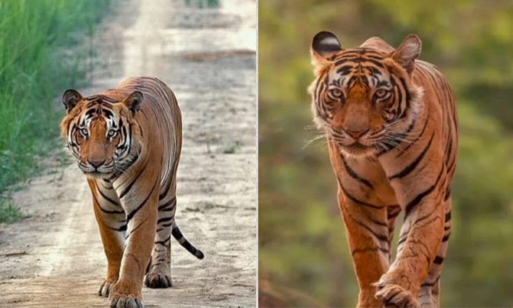 श्रीविल्लिपुथुर-मेगमलई टाइगर रिज़र्व : बाघ संरक्षण और पश्चिमी घाट की धरोहर 2 श्रीविल्लिपुथुर-मेगमलई टाइगर रिज़र्व