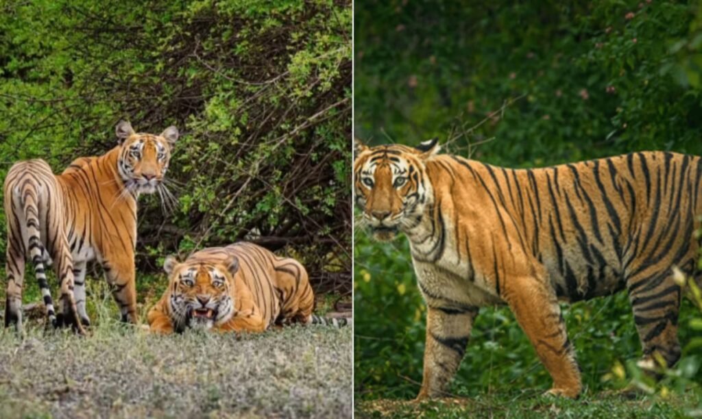 बोरा टाइगर रिज़र्व महाराष्ट्र