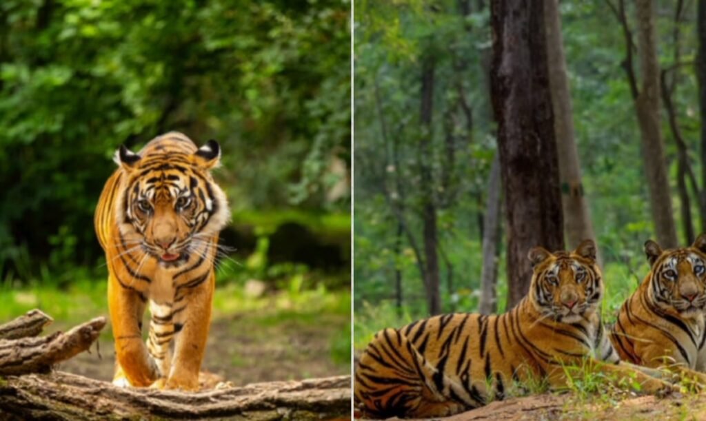 बोरा टाइगर रिज़र्व महाराष्ट्र 